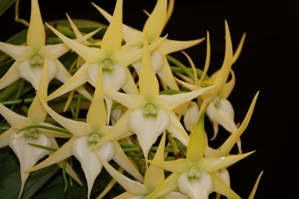 Angraecum Crestwood Tomorrow Star FCC/AOS 93 pts.